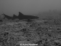 Nurse shark by Ryan Marchese 